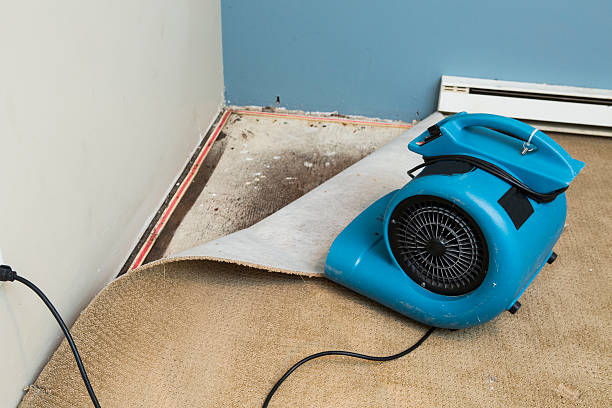 Best Professional water damage repair  in Brocton, NY
